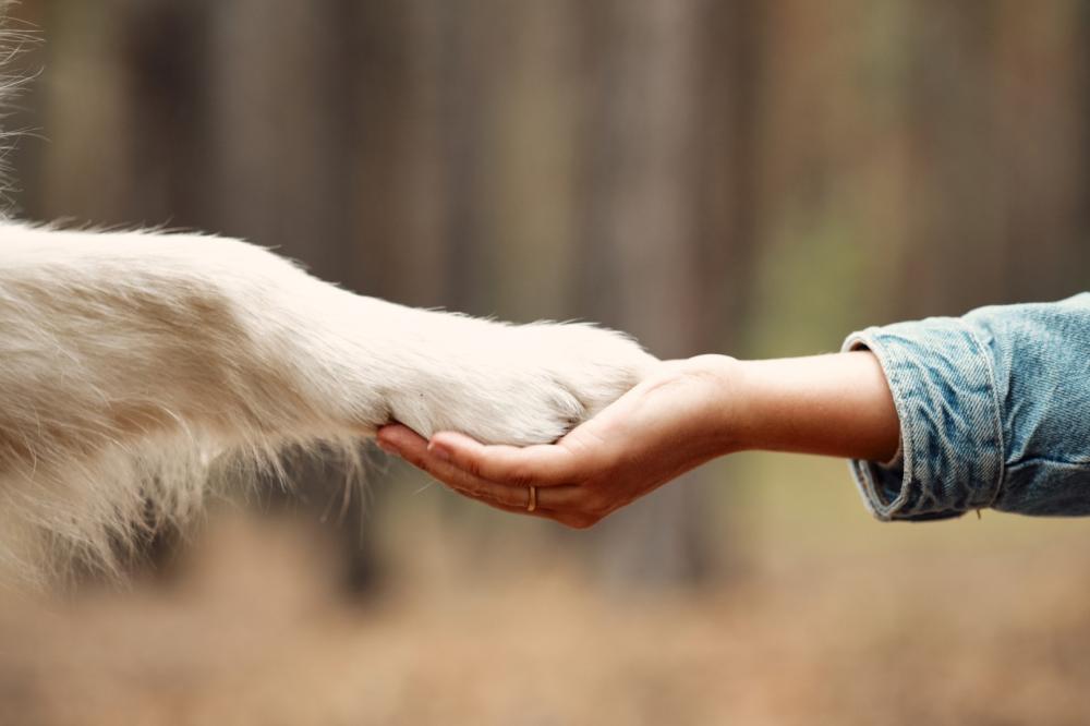 Soin des animaux à Charmoille